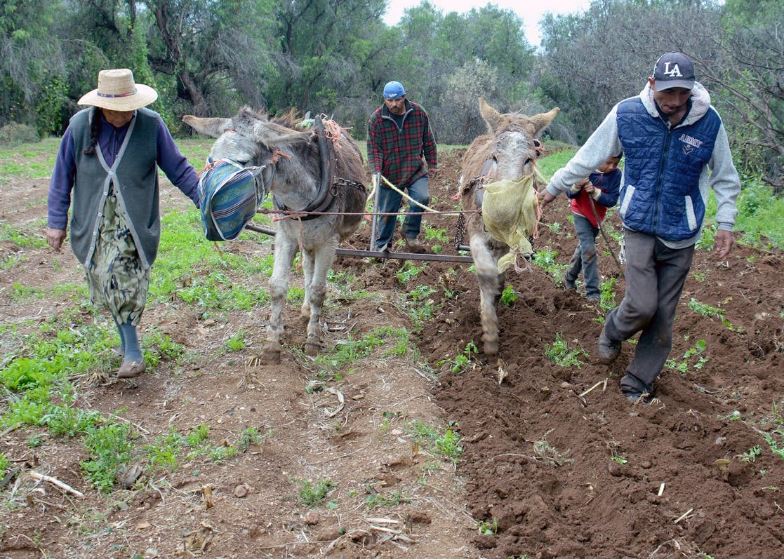 Escasez de fertilizantes alerta campo mexicano