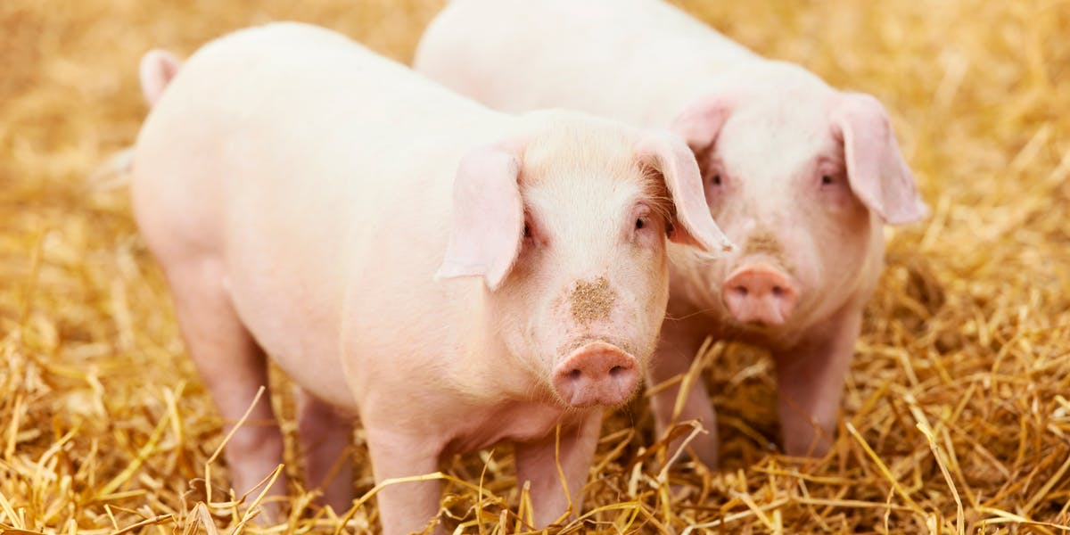 Excedente en importación de carne de cerdo perjudica a sector porcicultor de México: Opormex