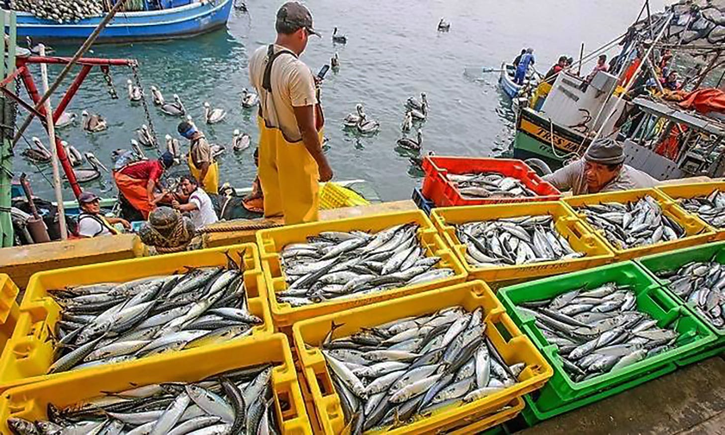 Exportaciones agropecuarias y pesqueras de México alcanzan cifras récord en mayo
