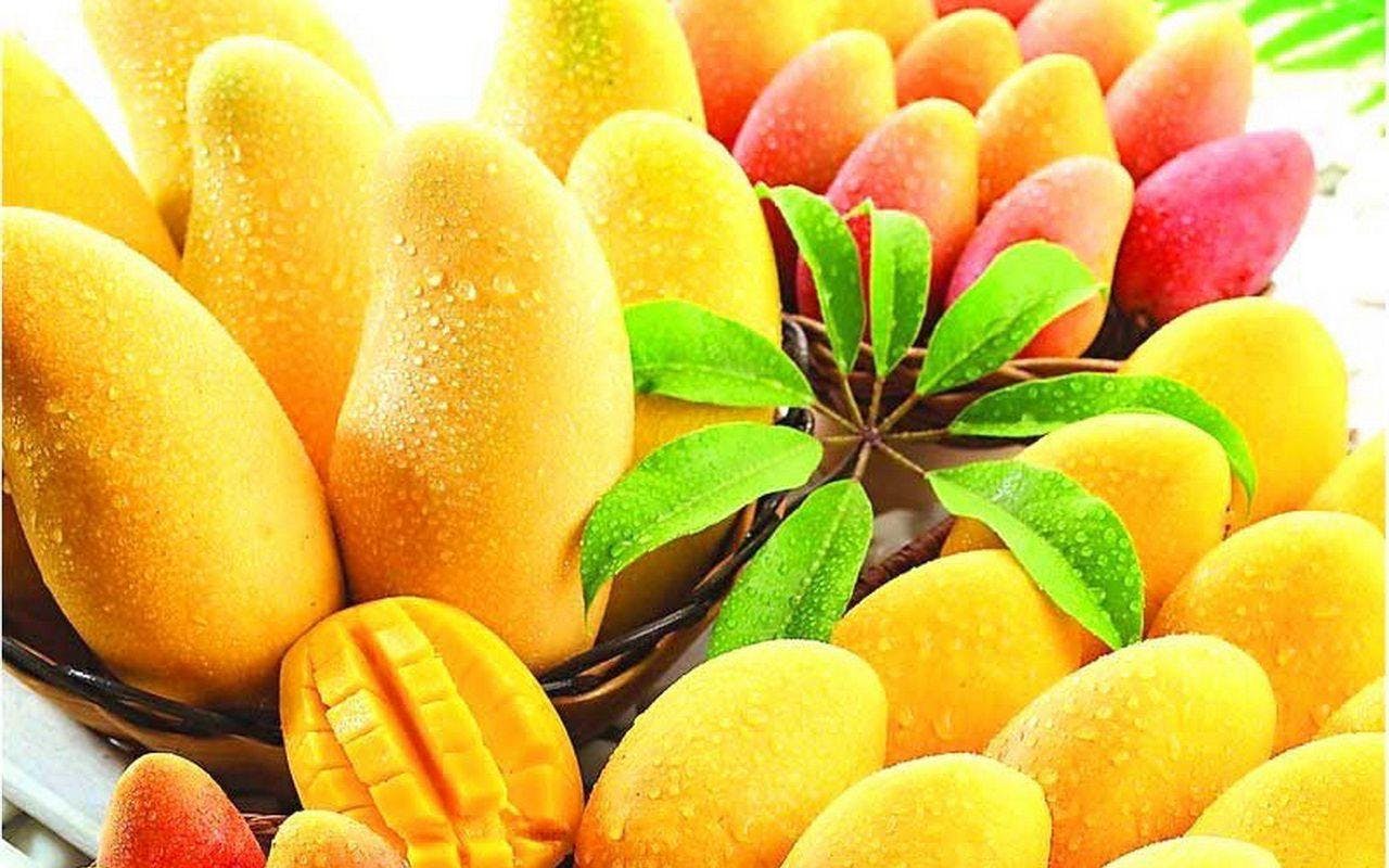 Exportaciones de mango mexicano a EE.UU. aumentan un 11% en 2023
