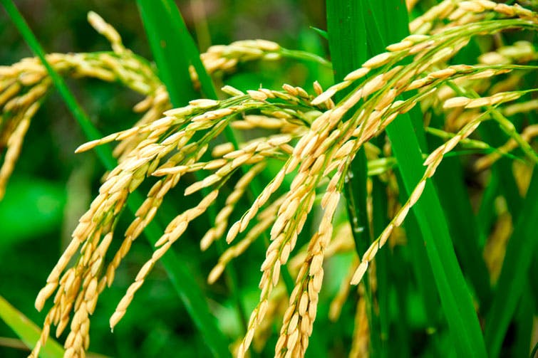 México autoriza importación de arroz palay de Argentina