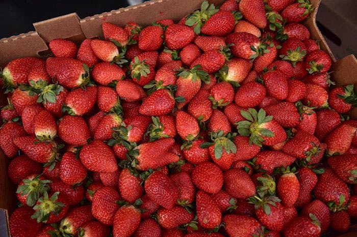 México impulsa exportación agrícola: Michoacán líder en aguacate y fresas busca mercados en Kuwait y China