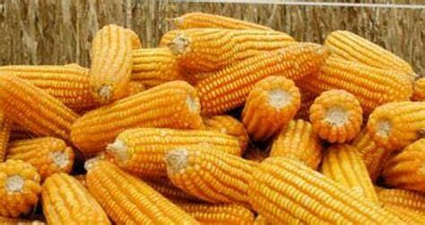 México líder en importación de maíz amarillo: 17.5 millones de toneladas en 2022 