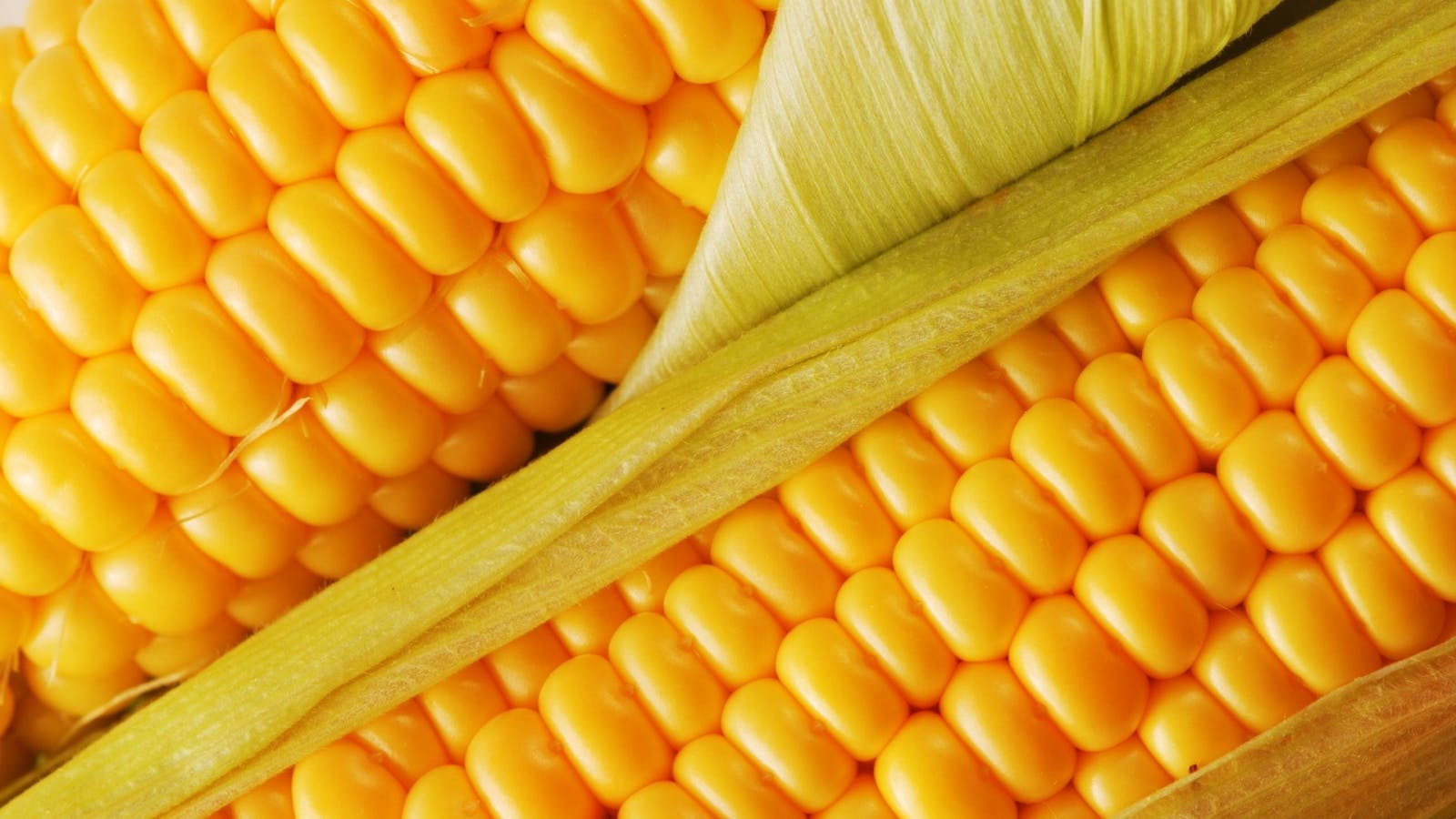 México: mercado principal en importación de maíz amarillo para E.U.