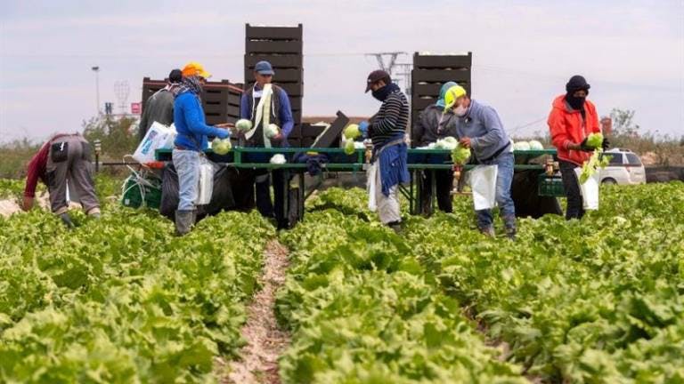 Michoacán encabeza exportación agrícola durante 2022: Inegi