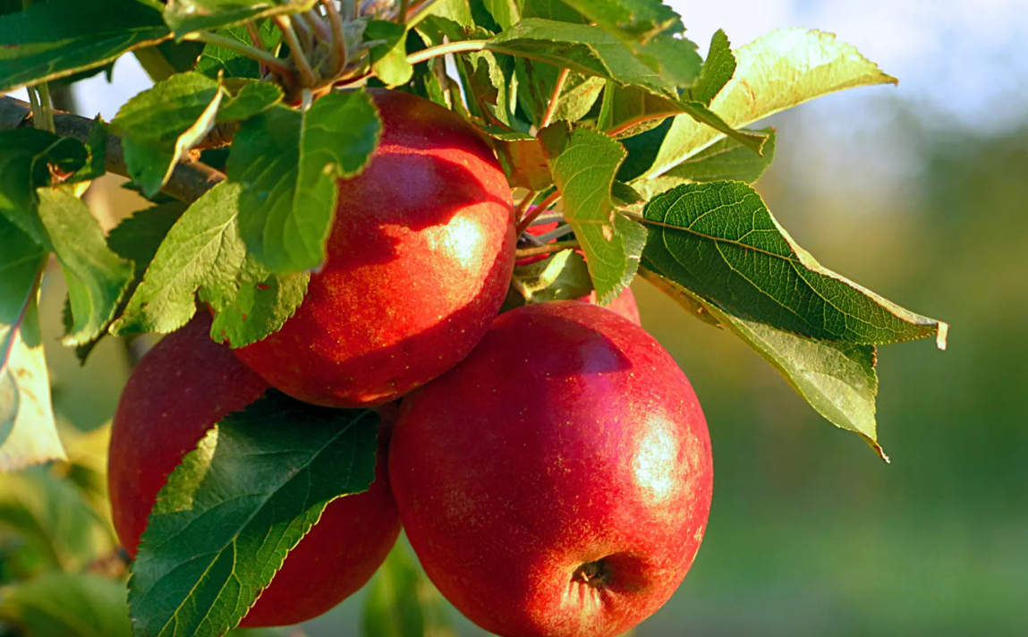 Pronóstico de crecimiento: México proyecta aumento del 30% en importación de manzanas de Estados Unidos para 2024