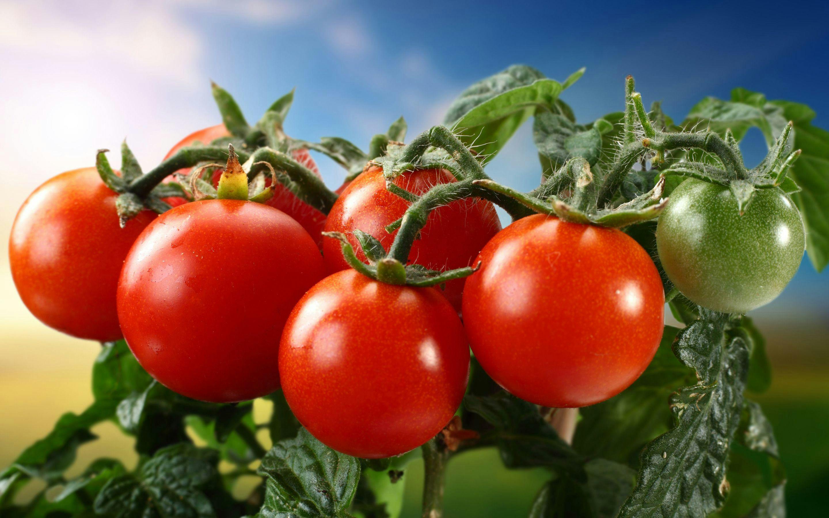 San Luis Potosí, protagonista en la exportación de tomate a Estados Unidos