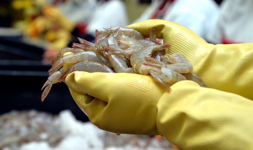 Se reanuda la exportación de camarón mexicano a Estados Unidos