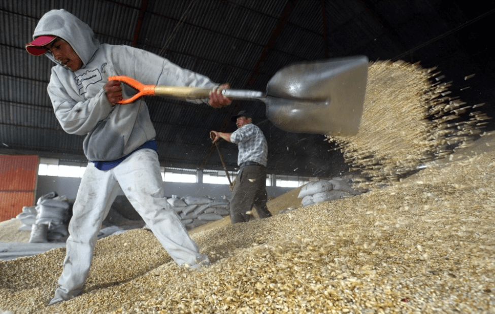 Aumento del 40% en las importaciones de maíz desde 2020