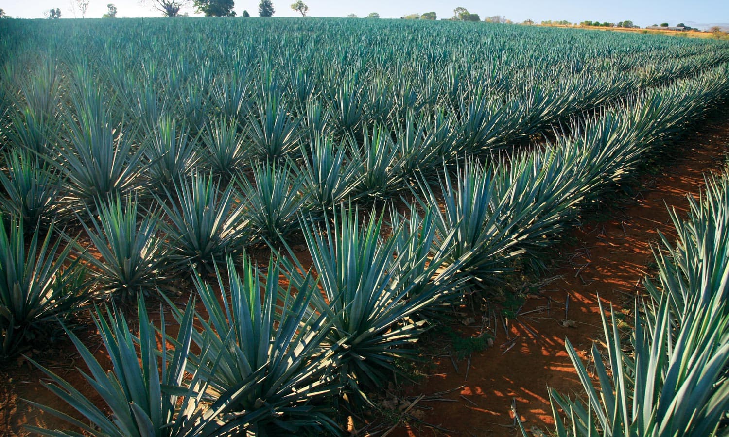 Aumentó producción, exportación y consumo de agave Aduanas y Comercio