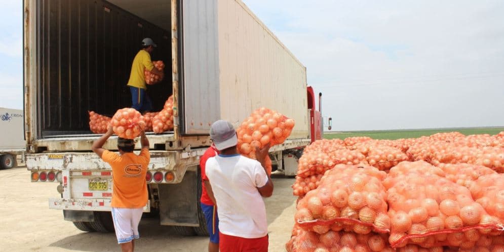 Cumplen productores requisitos para exportar cebolla