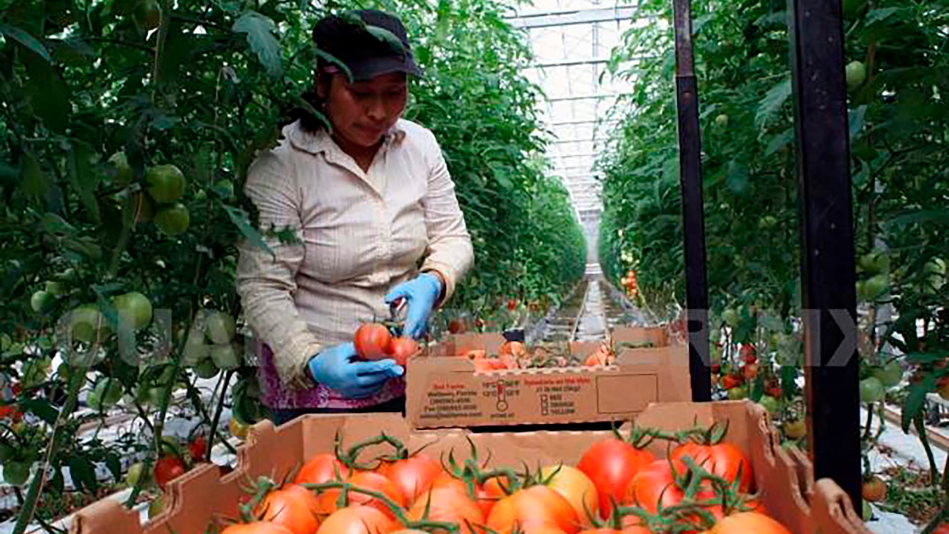 Exporta México a EU agroproductos por 24 mmdd