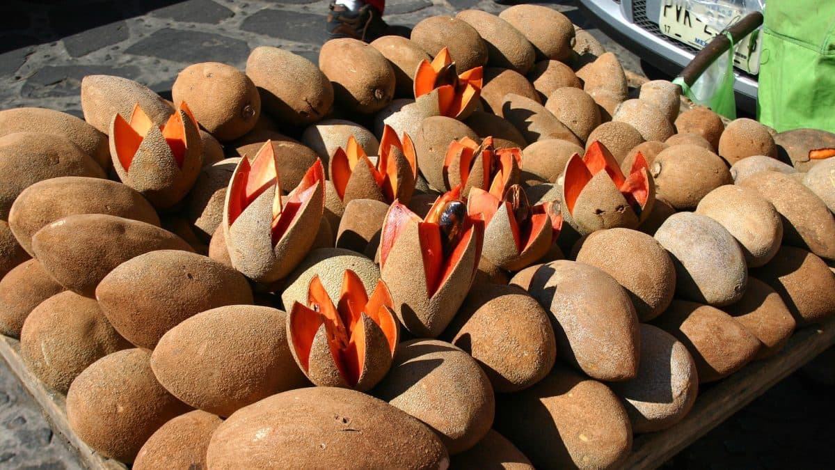 Exportación histórica de mamey mexicano a Europa