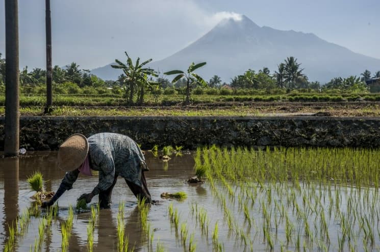 Inicia la importación de arroz pulido japonés en Mexico