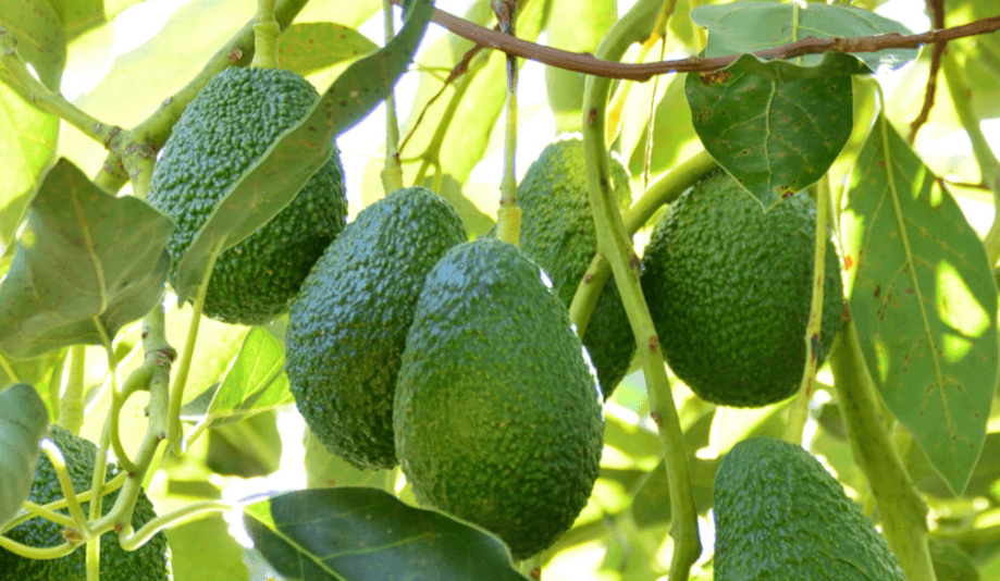 México: Líder Mundial en Exportación de Aguacate y Mango